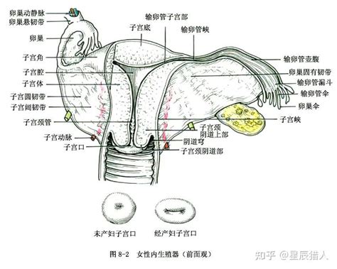 美女的陰部|女性生殖系統